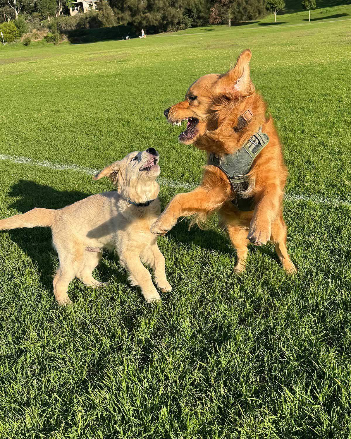Jaffle Maple dog park